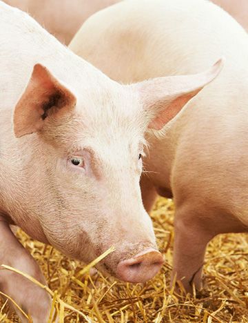 Schweine im Stall